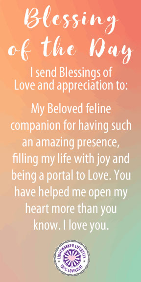 Blessing of the Day - My Cat